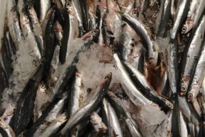 Pescheria Porto Garibaldi — pescheria al Mercato Albinelli di Modena